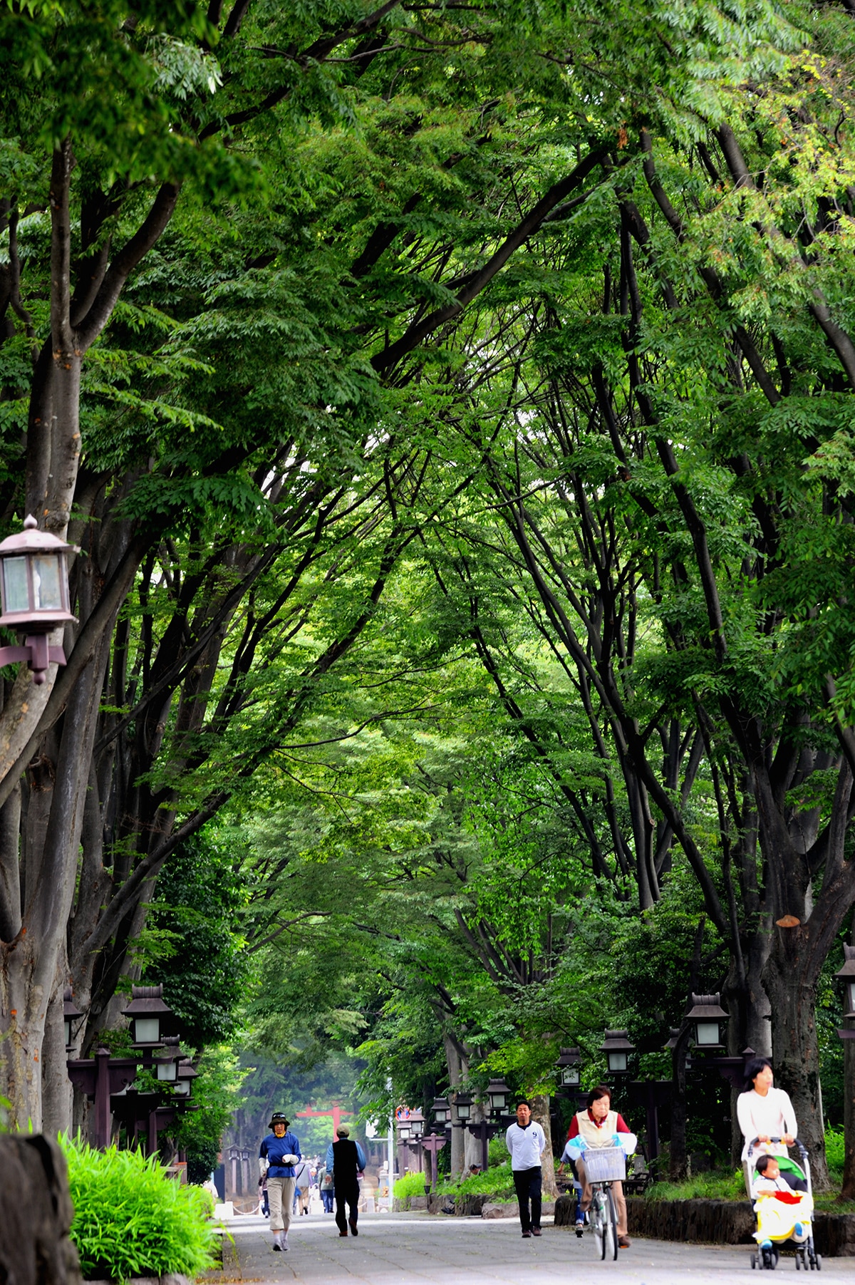 大宮氷川神社の新緑