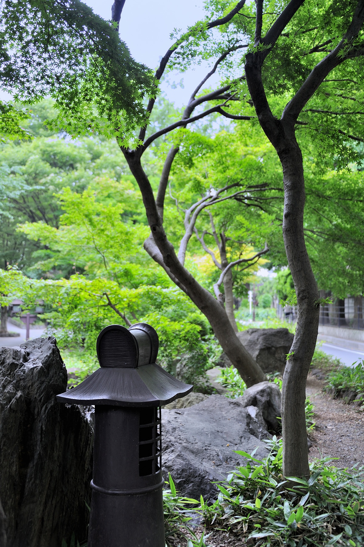 大宮氷川神社の新緑