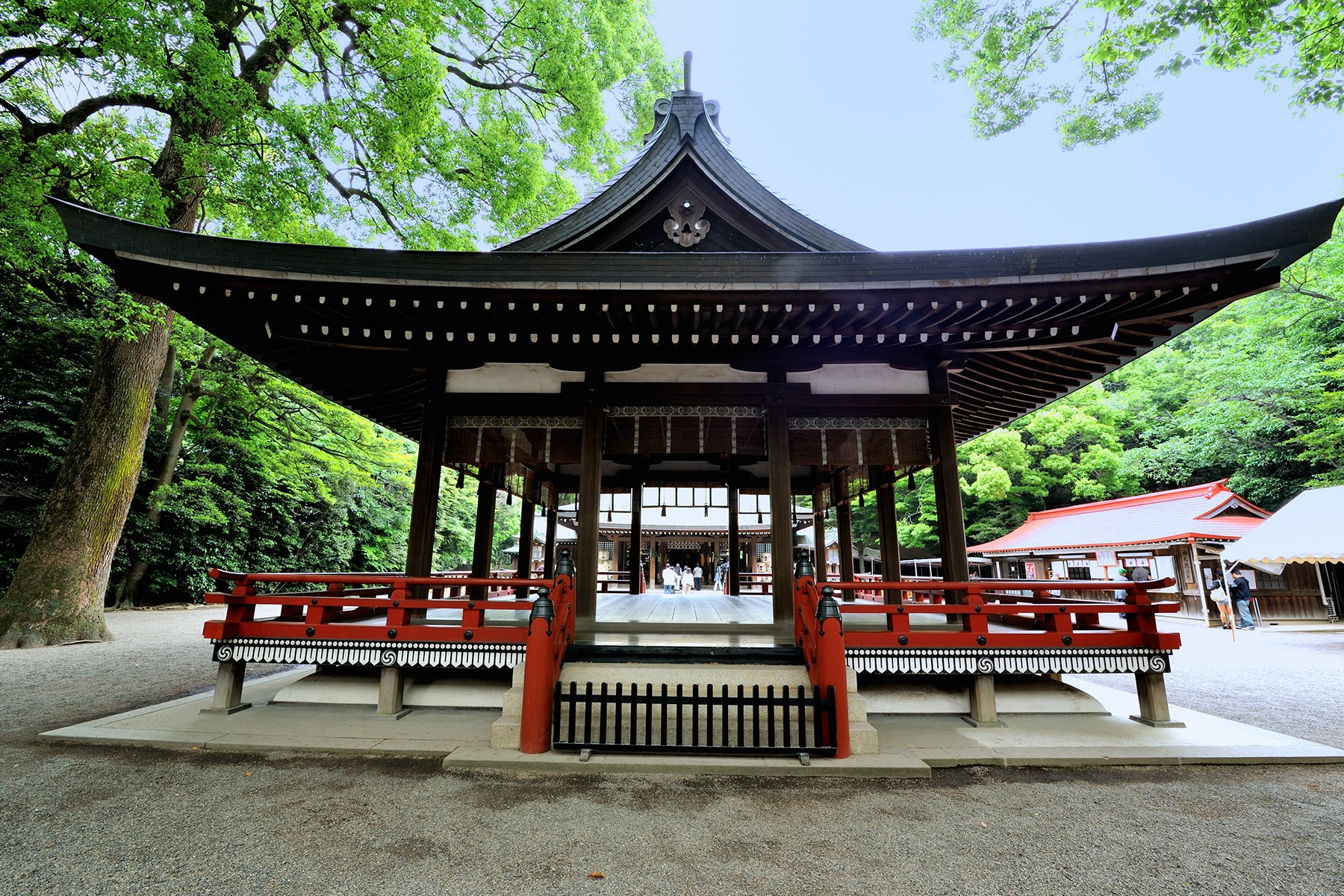 大宮氷川神社の新緑