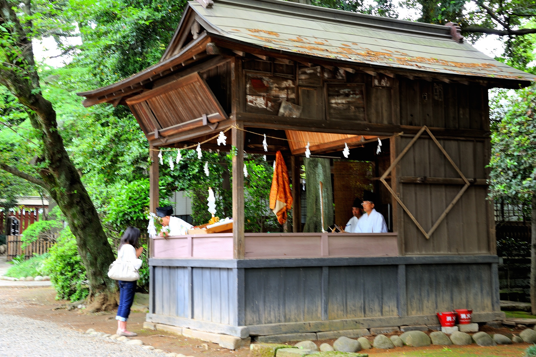 大宮氷川神社の新緑