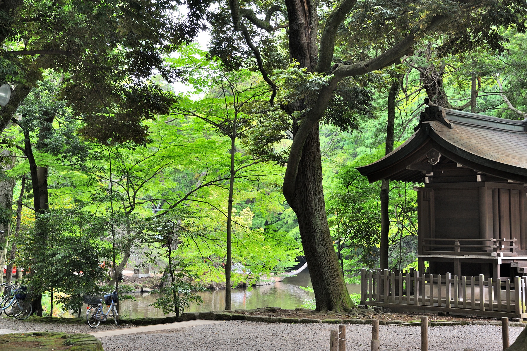 大宮氷川神社の新緑