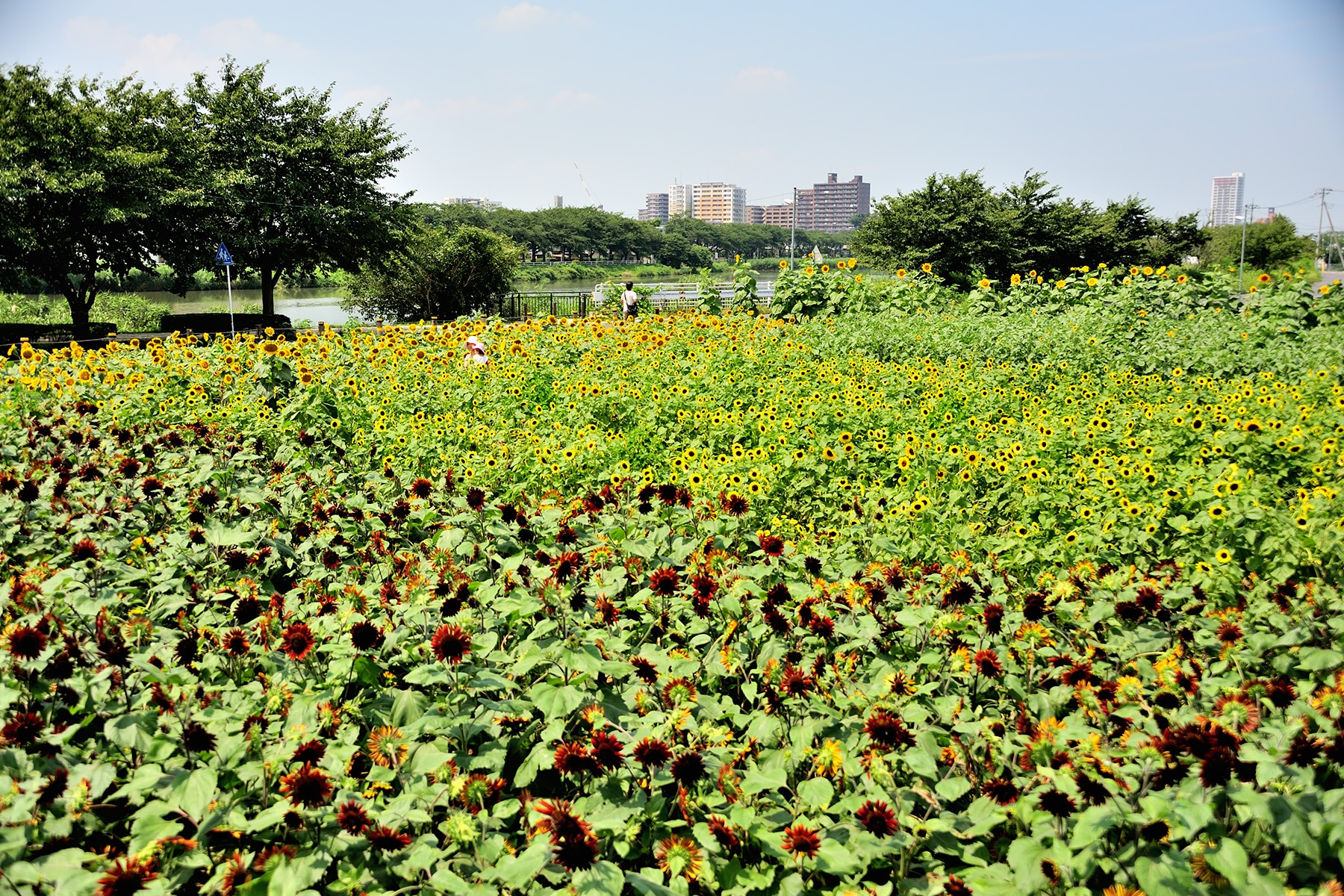 ヒマワリ迷路 牛島古川公園