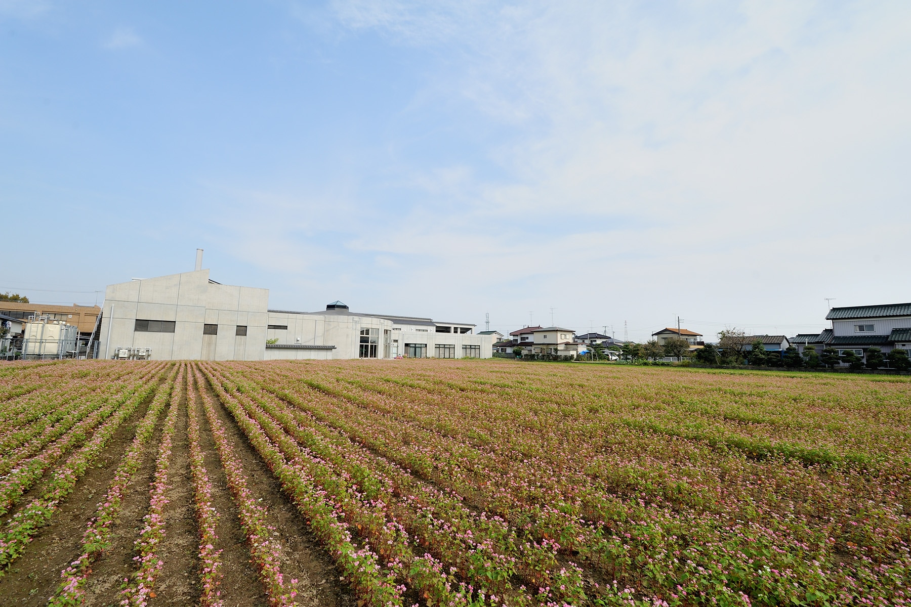 赤花そば　栗橋総合支所付近