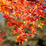 モミジ（紅葉） 秩父三峯神社