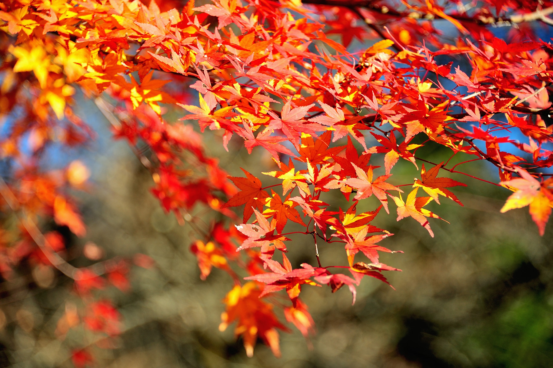 モミジ（紅葉） 秩父三峯神社