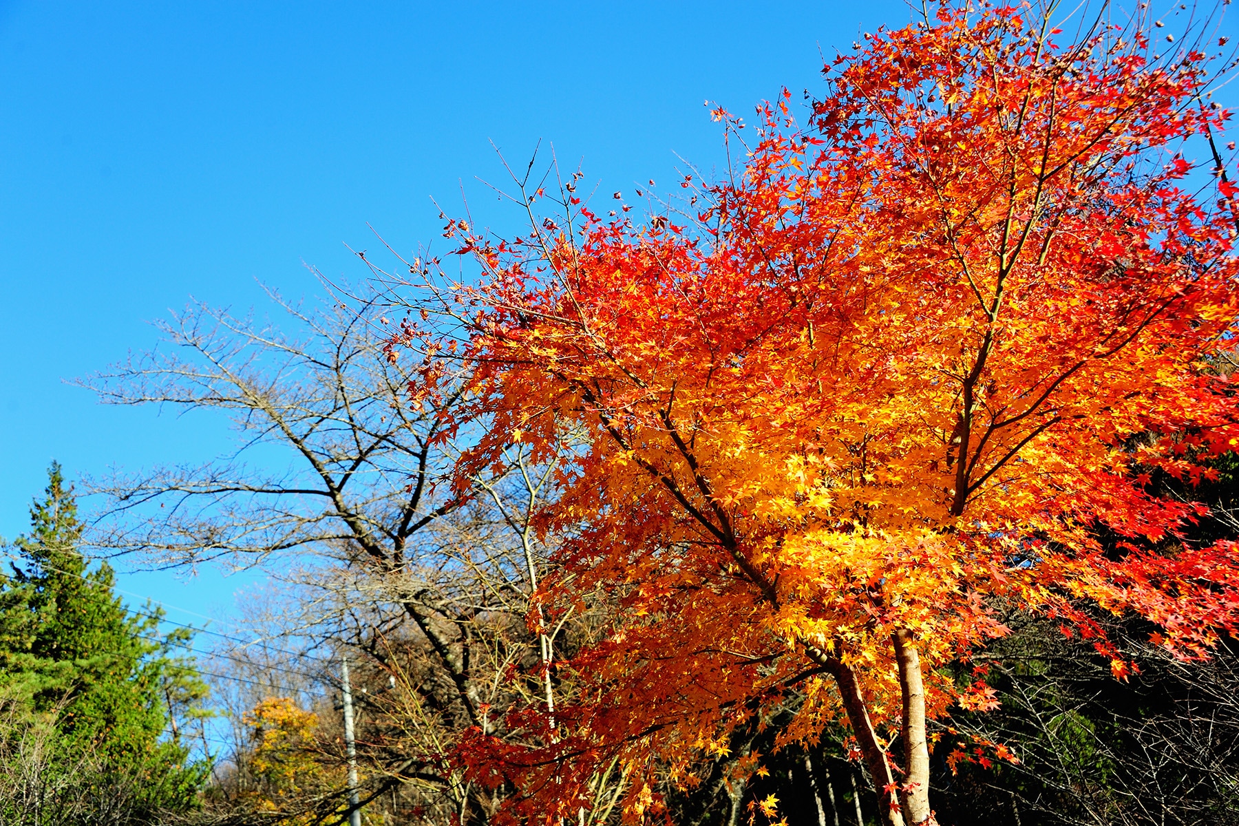 モミジ（紅葉） 秩父三峯神社