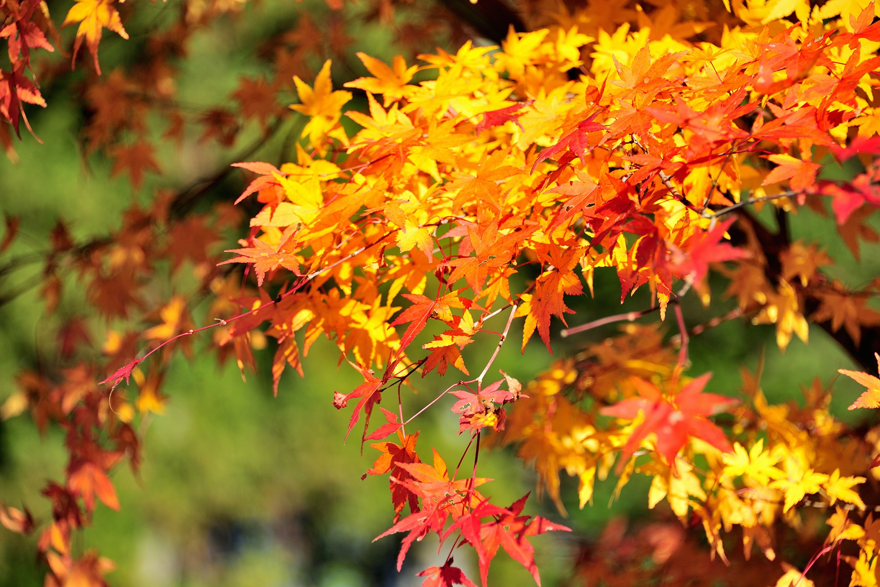 モミジ（紅葉） 秩父三峯神社