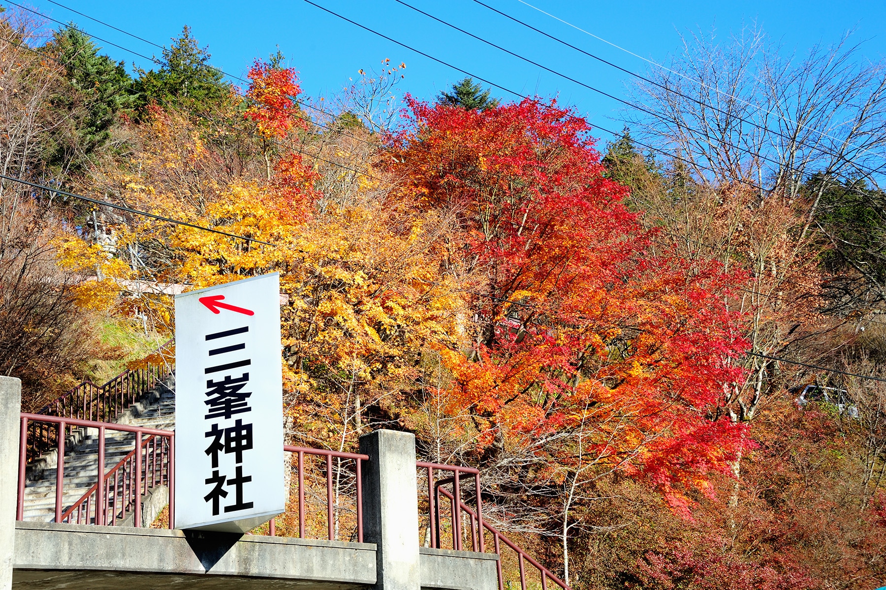 モミジ（紅葉） 秩父三峯神社