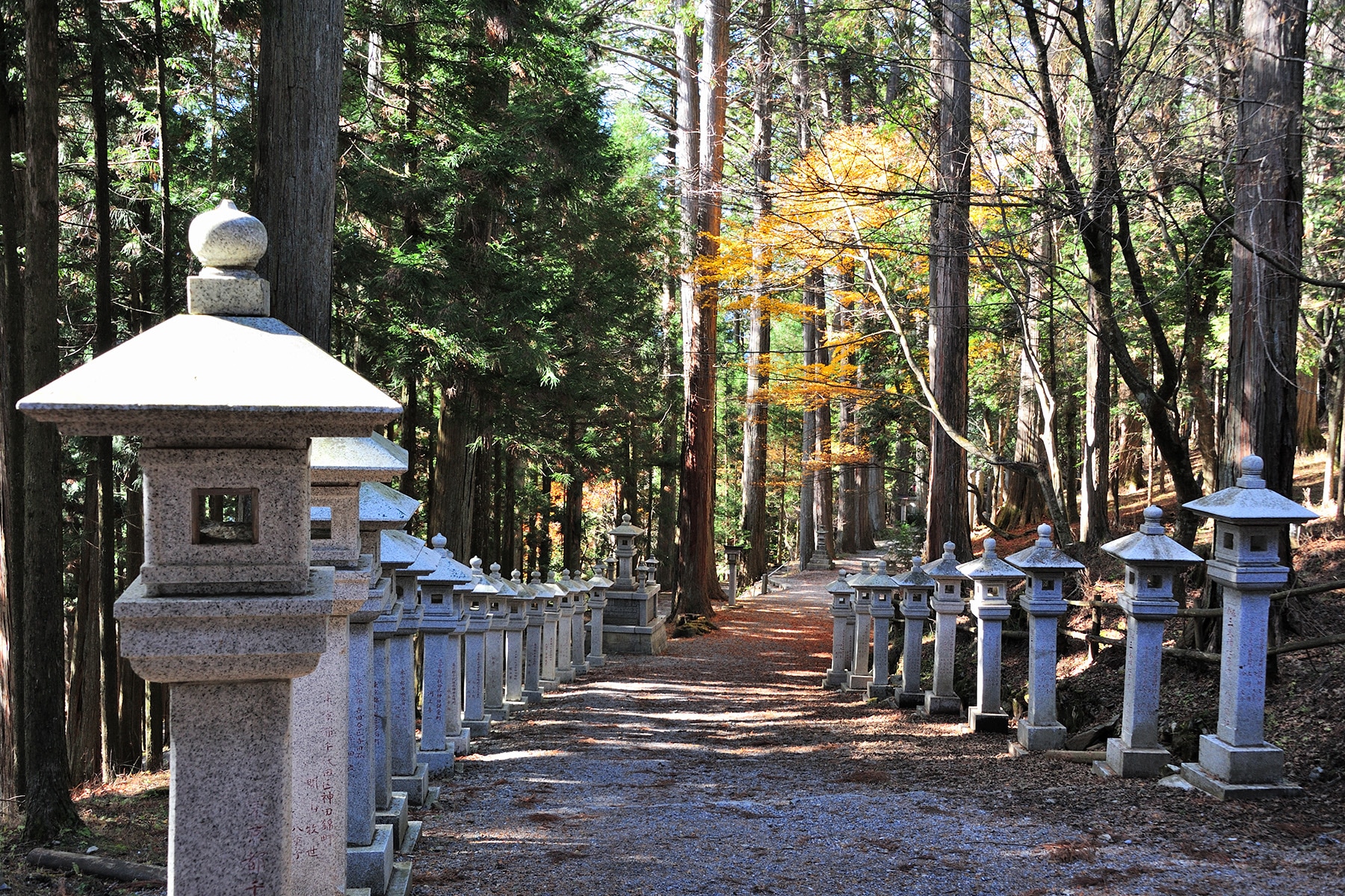 モミジ（紅葉） 秩父三峯神社