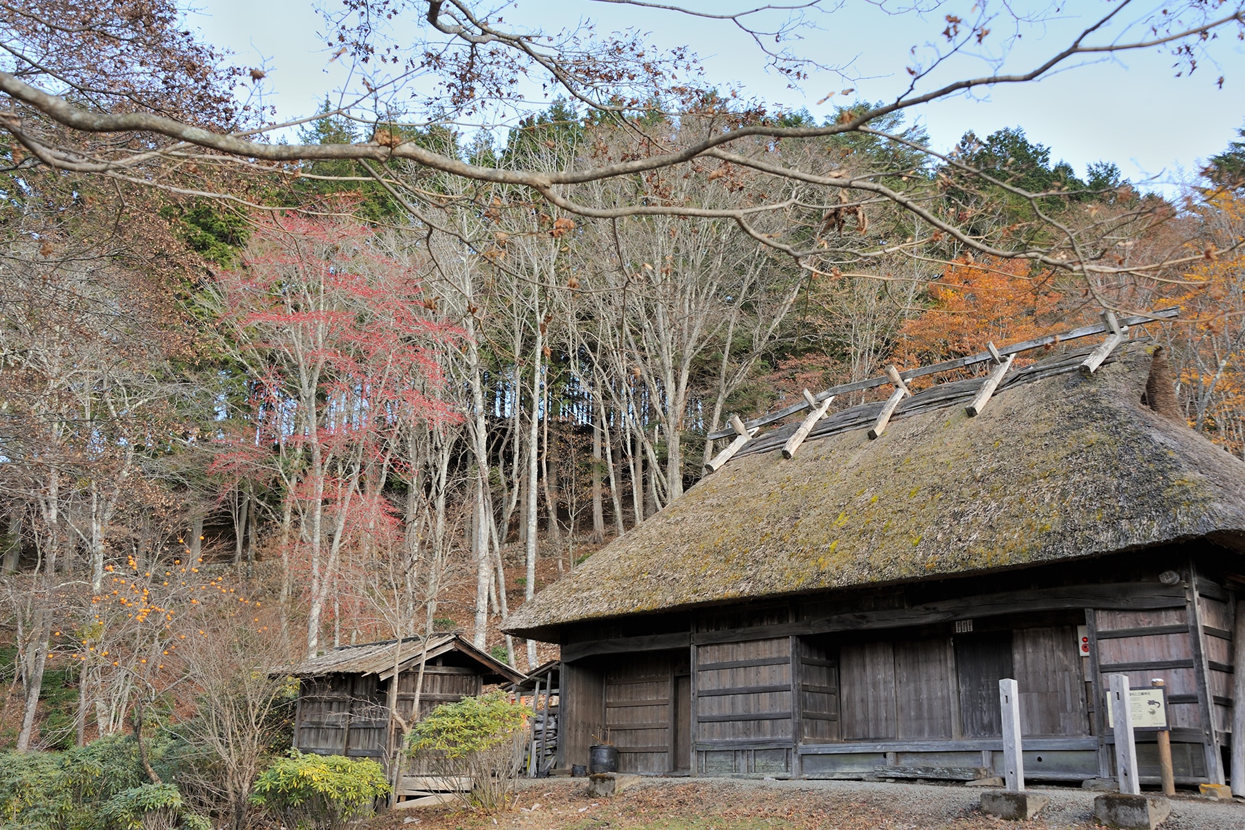 モミジ（紅葉） 秩父三峯神社