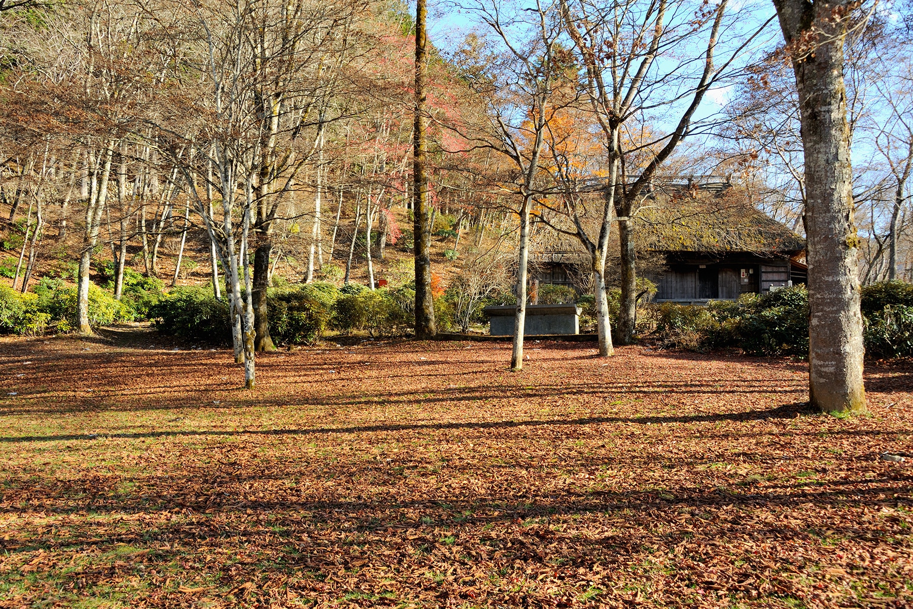 モミジ（紅葉） 秩父三峯神社