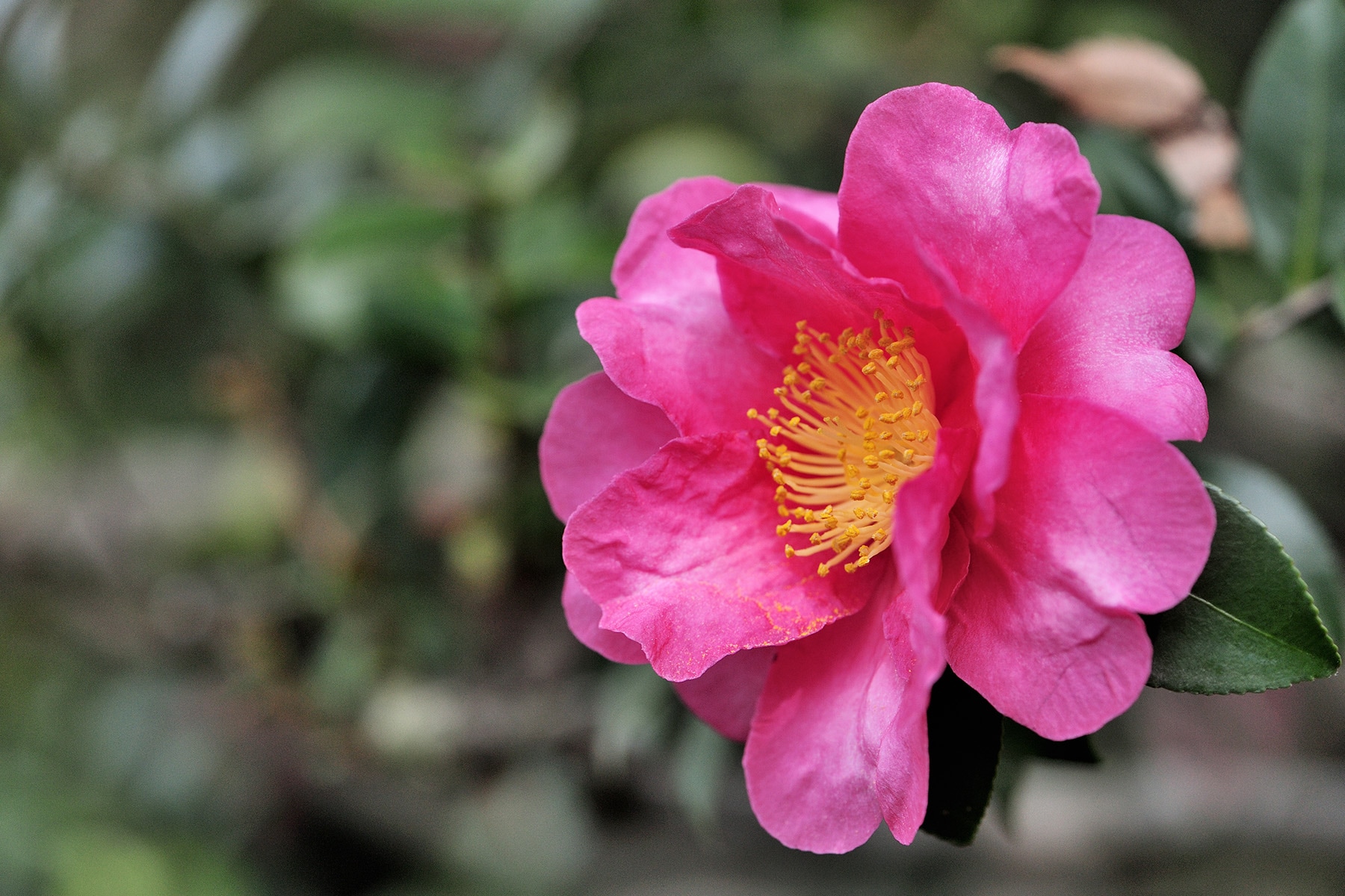 季節の花々 川口グリーンセンター