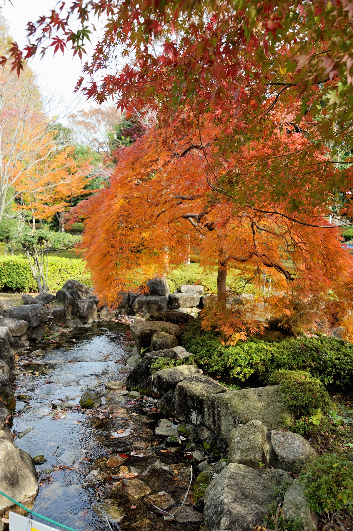 季節の花々 川口グリーンセンター