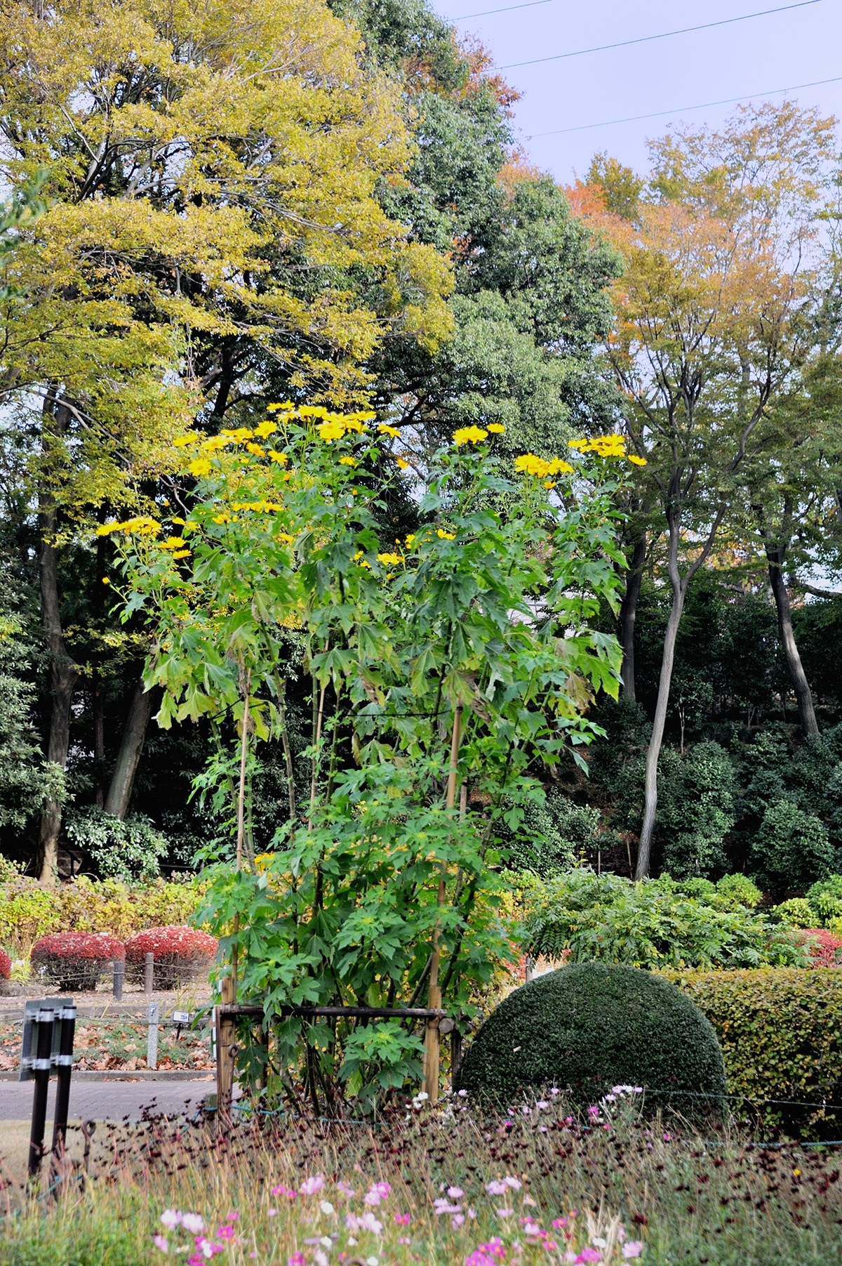 季節の花々 川口グリーンセンター