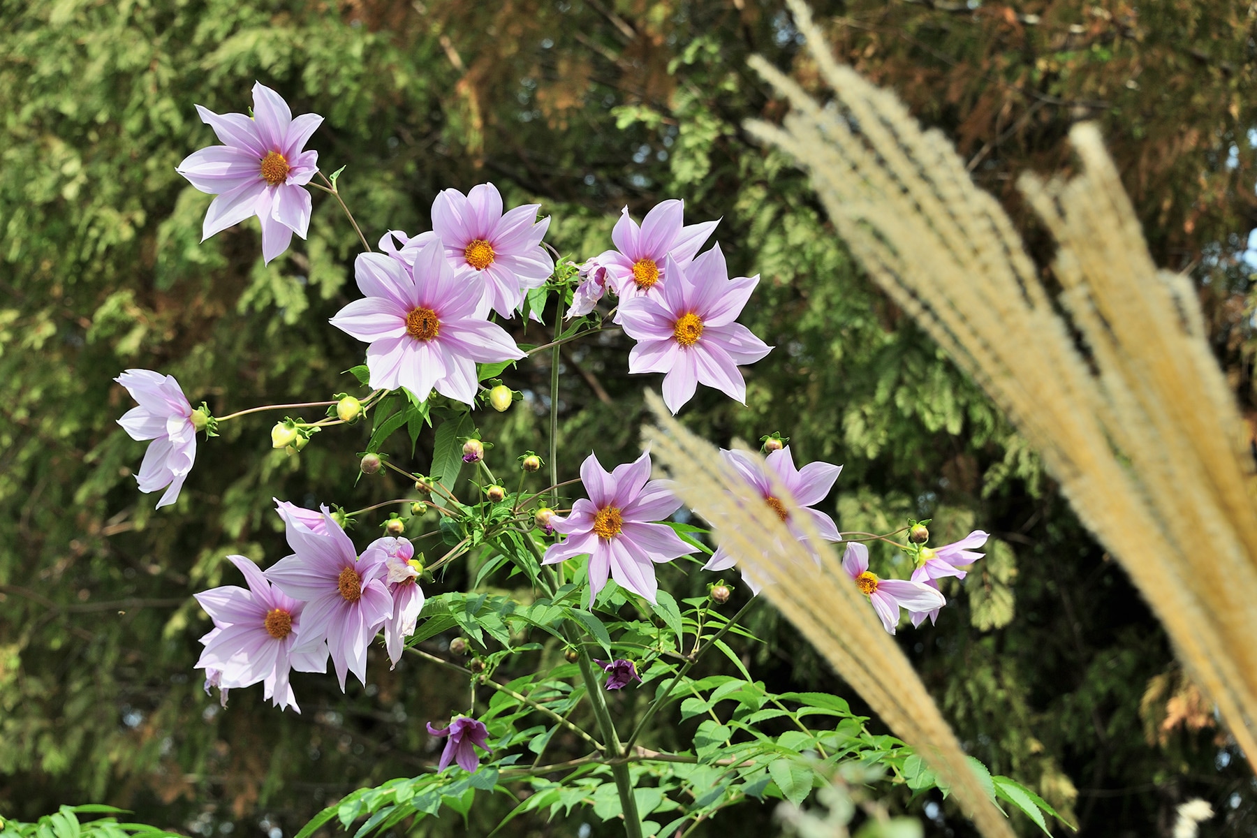 季節の花々 川口グリーンセンター