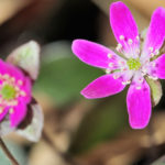 早春の草花 国営武蔵丘陵森林公園