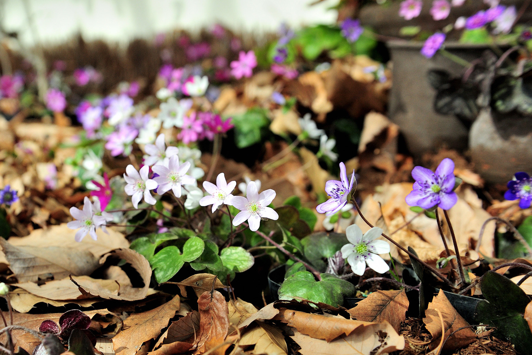 早春の草花 国営武蔵丘陵森林公園