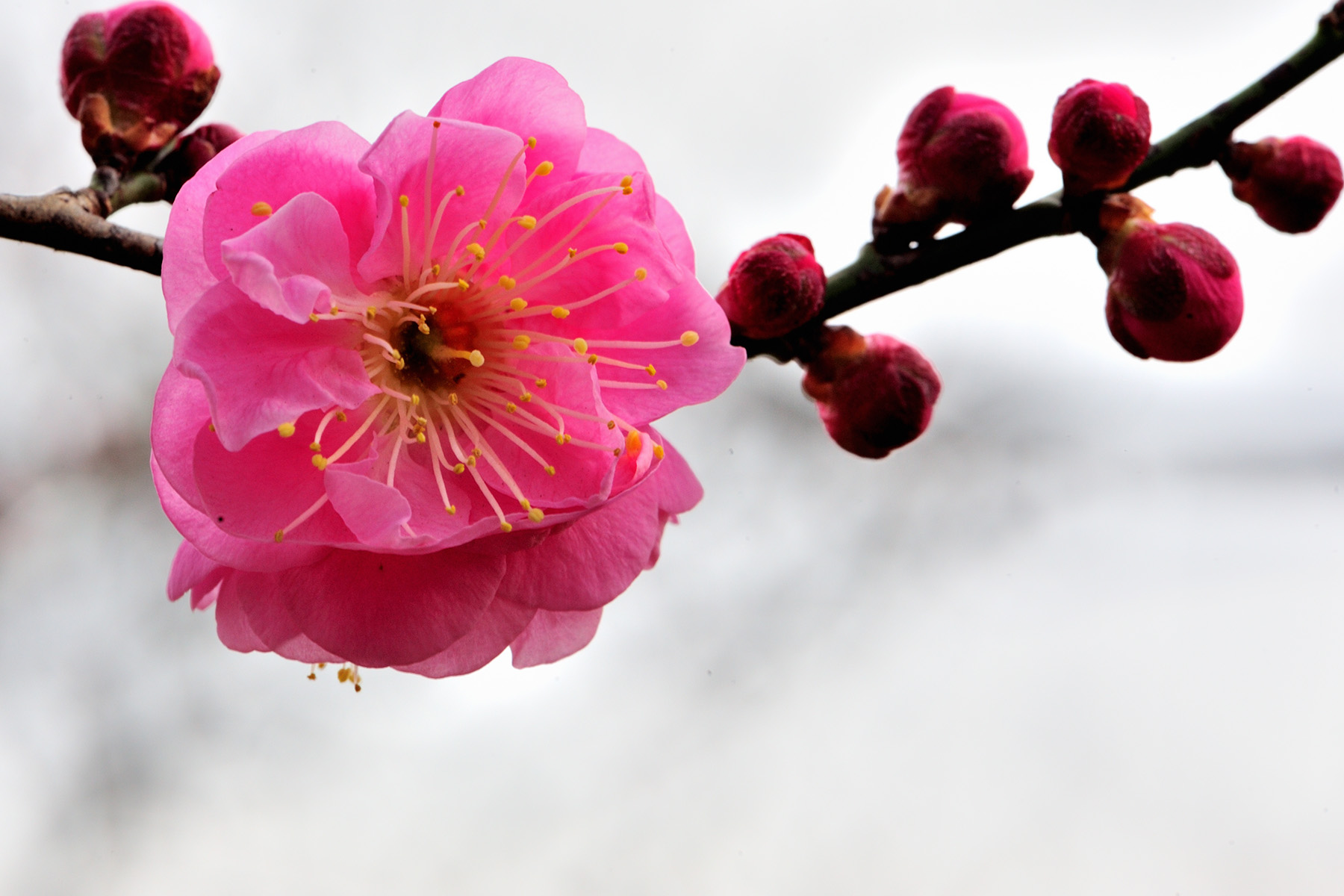 早春の草花 国営武蔵丘陵森林公園