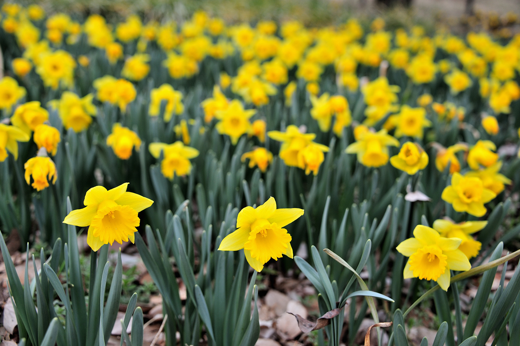 早春の草花 国営武蔵丘陵森林公園