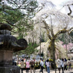 清雲寺の枝垂れ桜