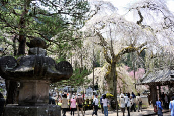 枝垂れ桜