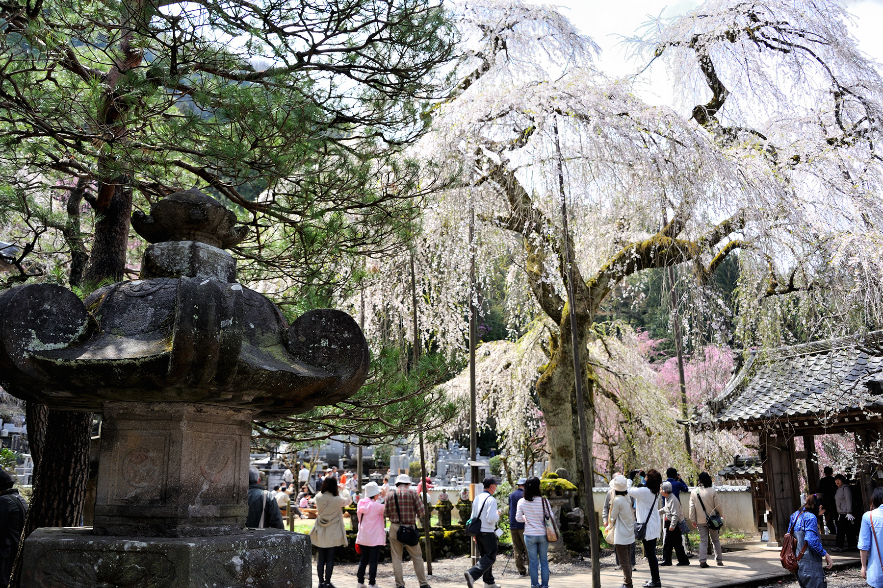 清雲寺の枝垂れ桜