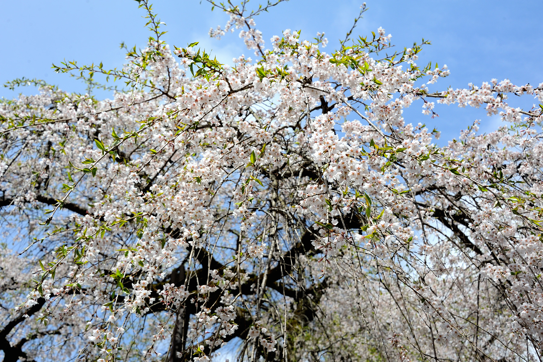 清雲寺の枝垂れ桜