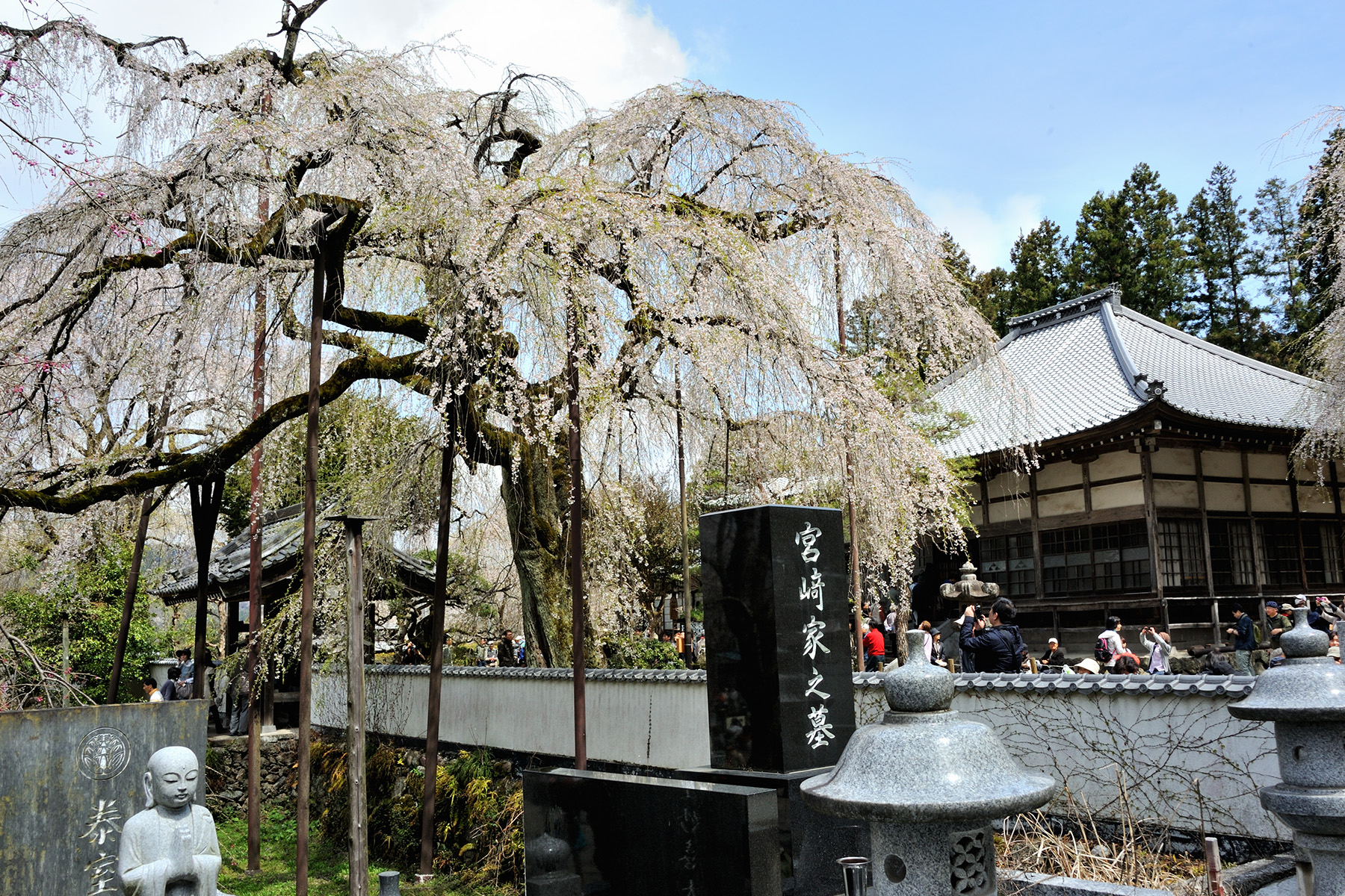 清雲寺の枝垂れ桜