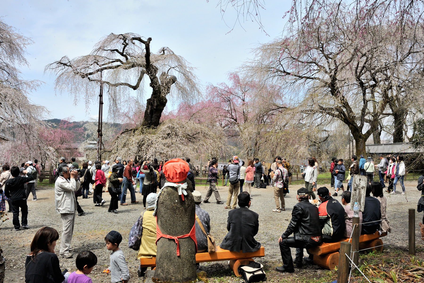 清雲寺の枝垂れ桜