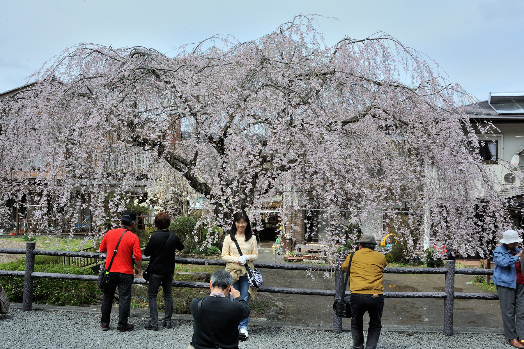 清雲寺の枝垂れ桜