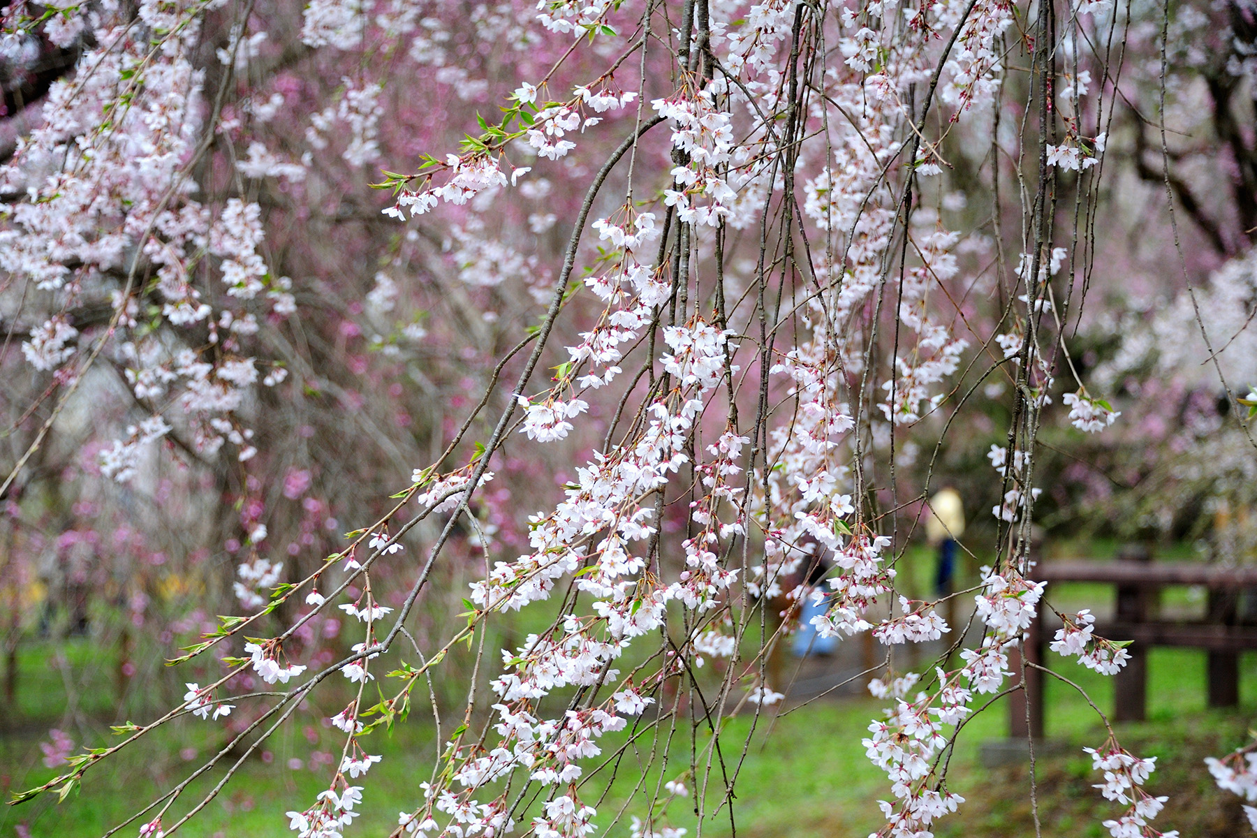 清雲寺の枝垂れ桜