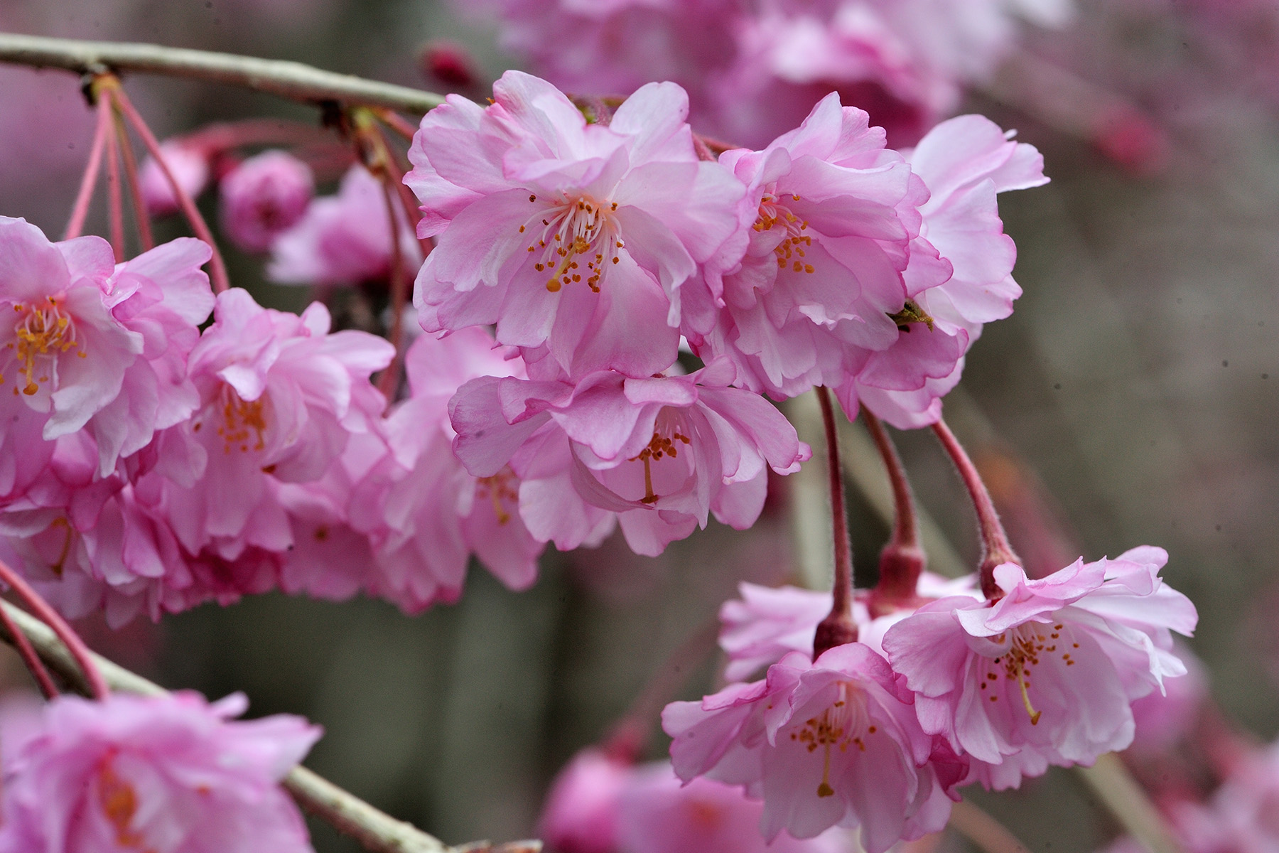 清雲寺の枝垂れ桜