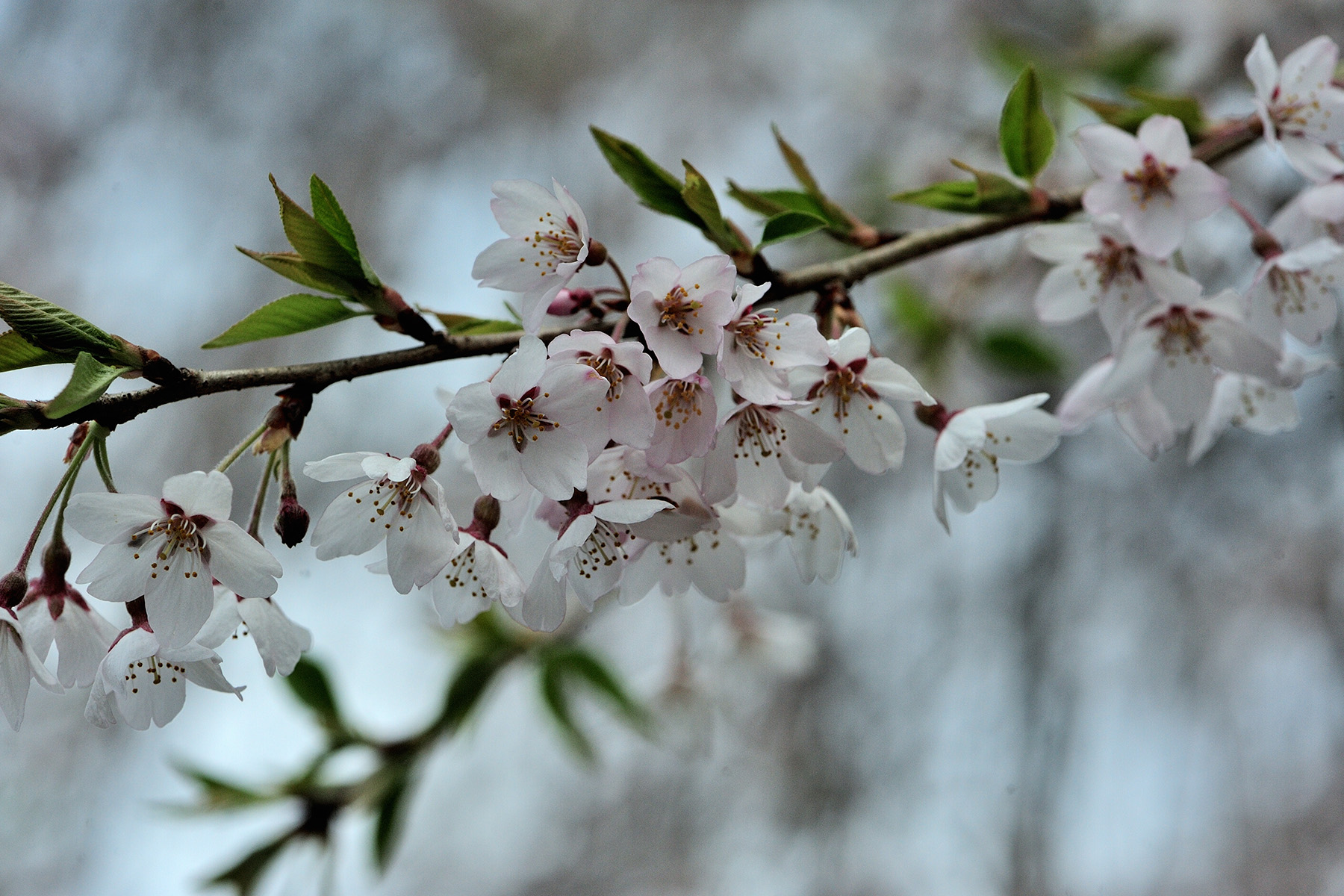 清雲寺の枝垂れ桜