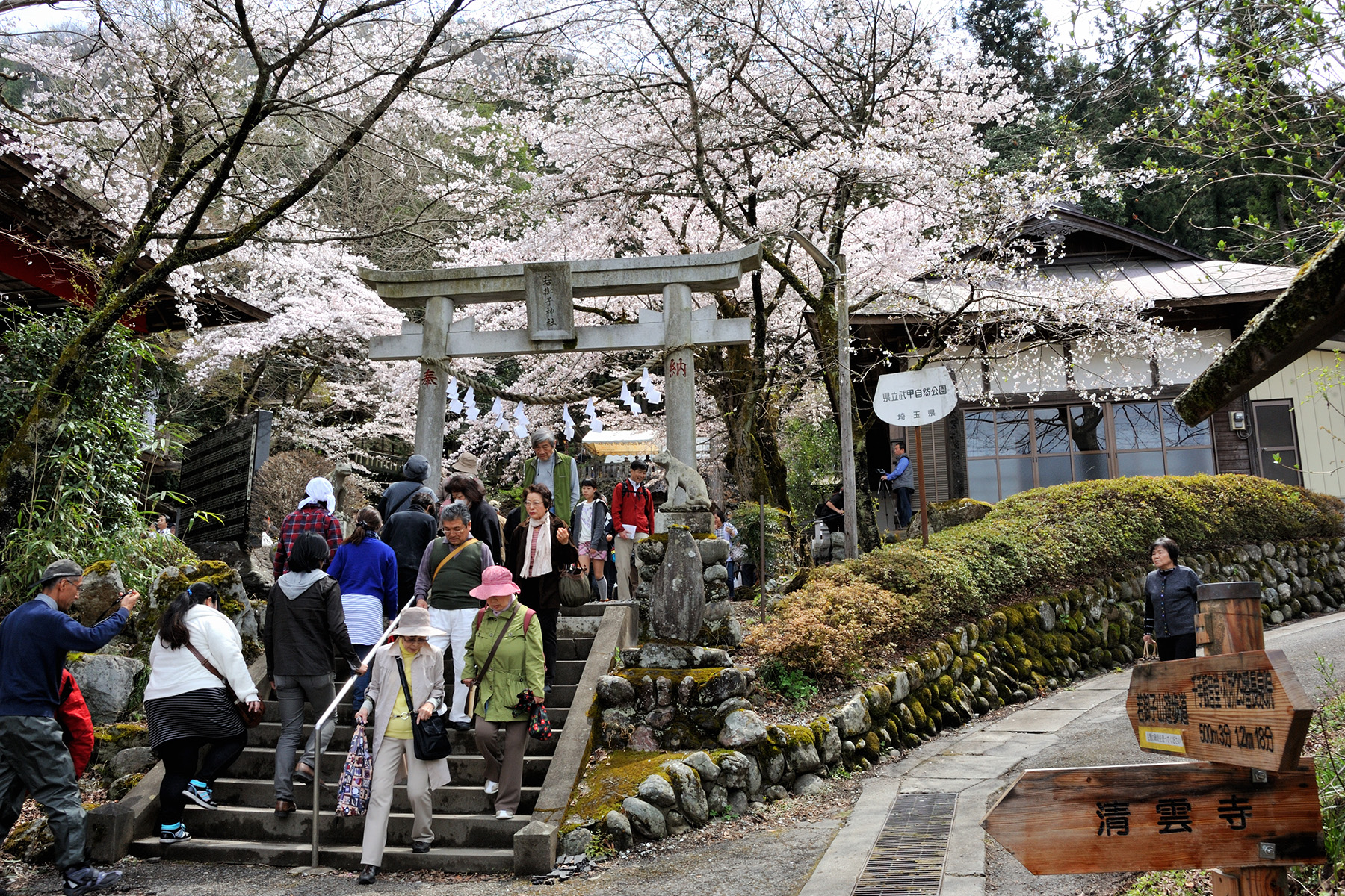 清雲寺の枝垂れ桜