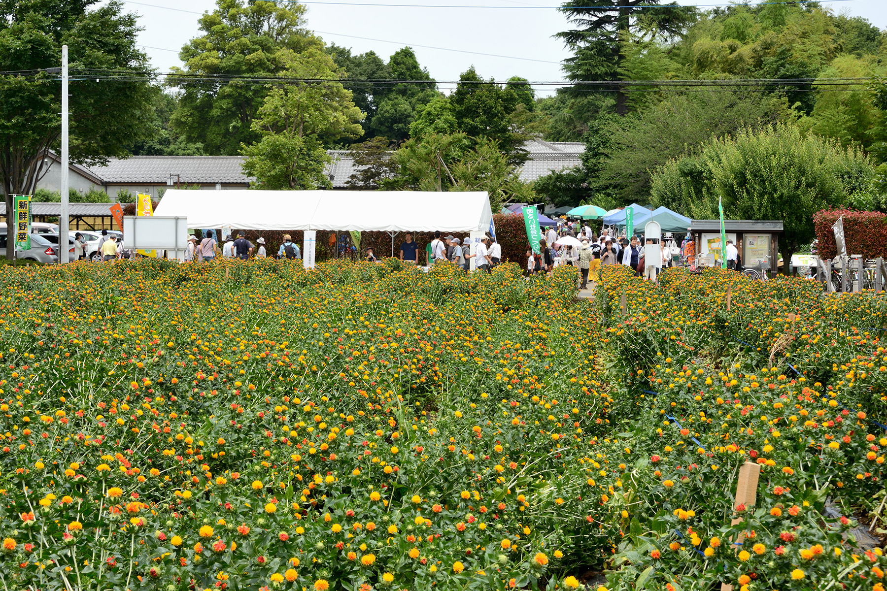 べに花祭り べに花ふるさと館