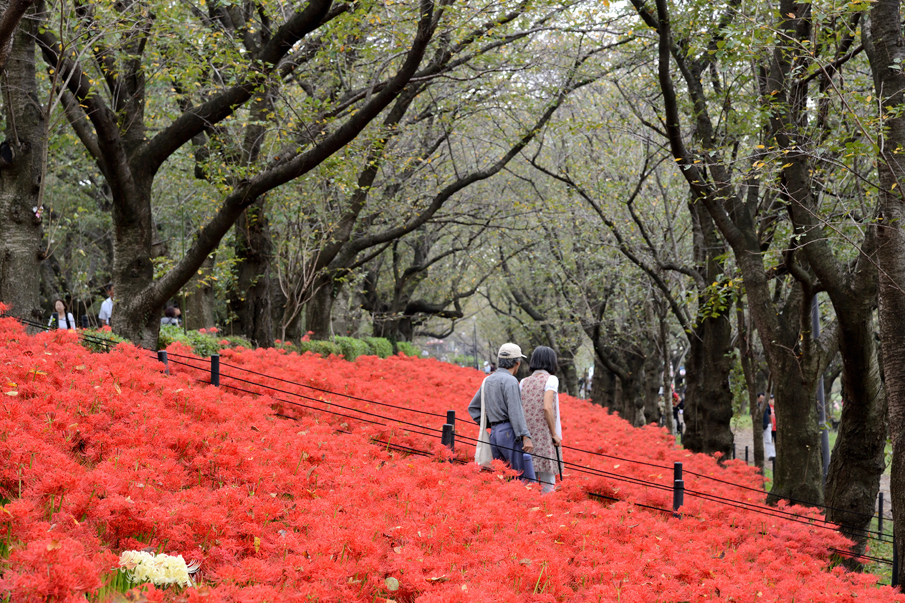 曼珠沙華まつり 権現堂堤