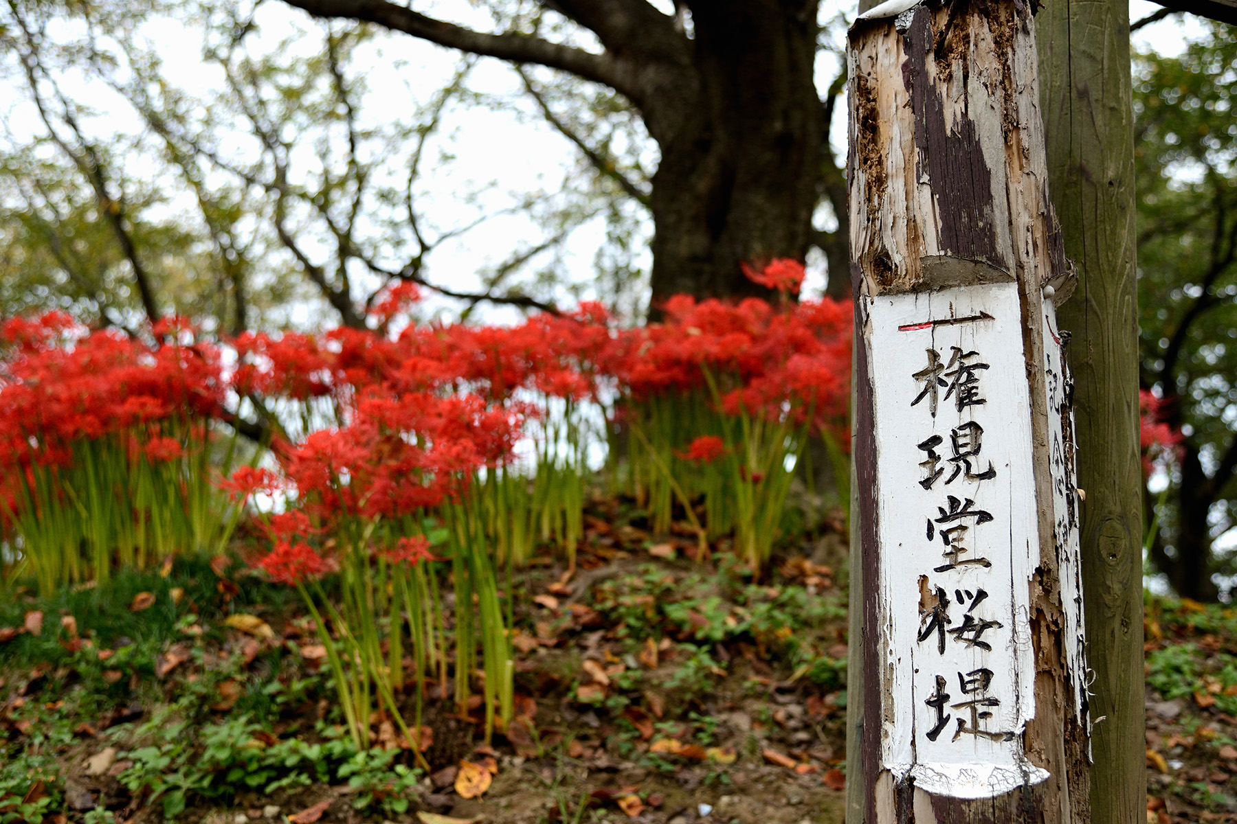 曼珠沙華まつり 権現堂堤