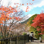 紅葉と冬桜 城峯公園