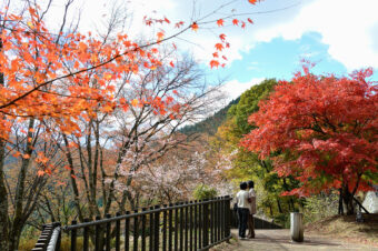 紅葉と冬桜