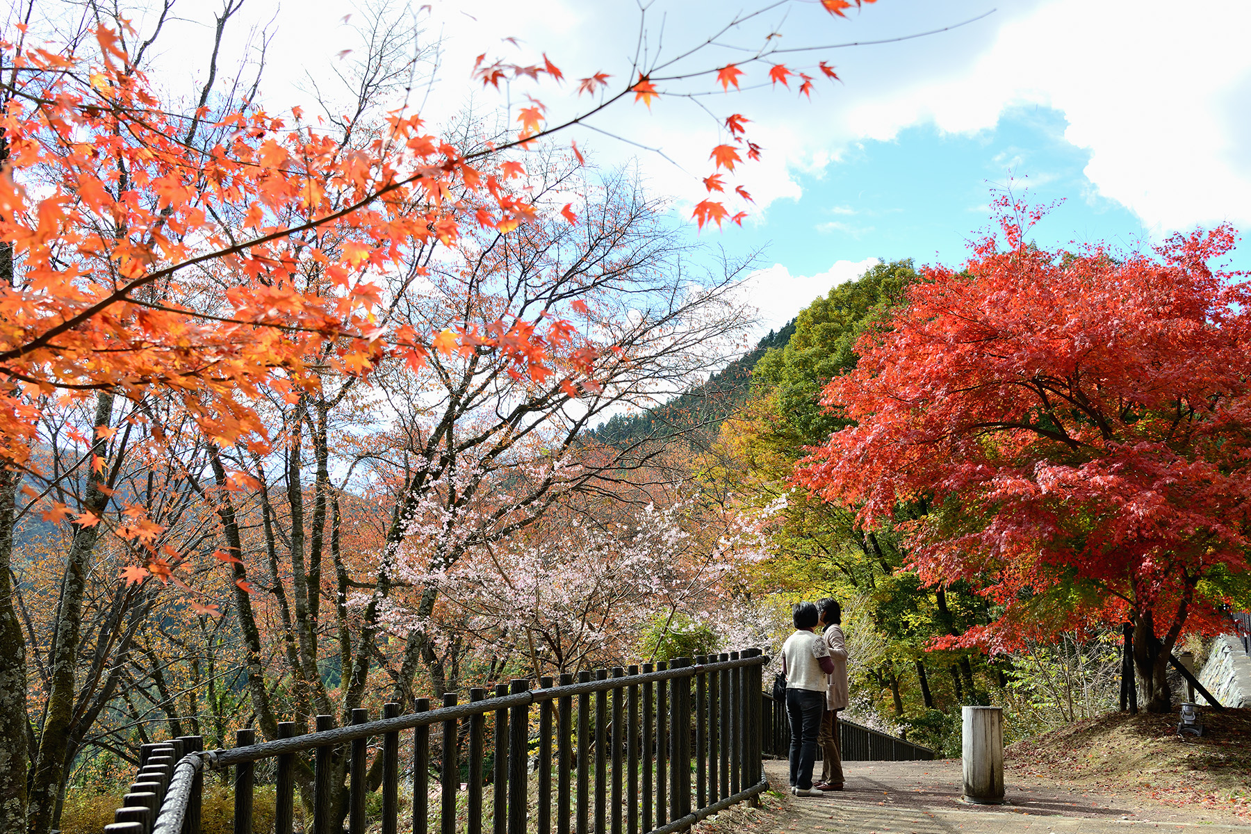 紅葉と冬桜 城峯公園