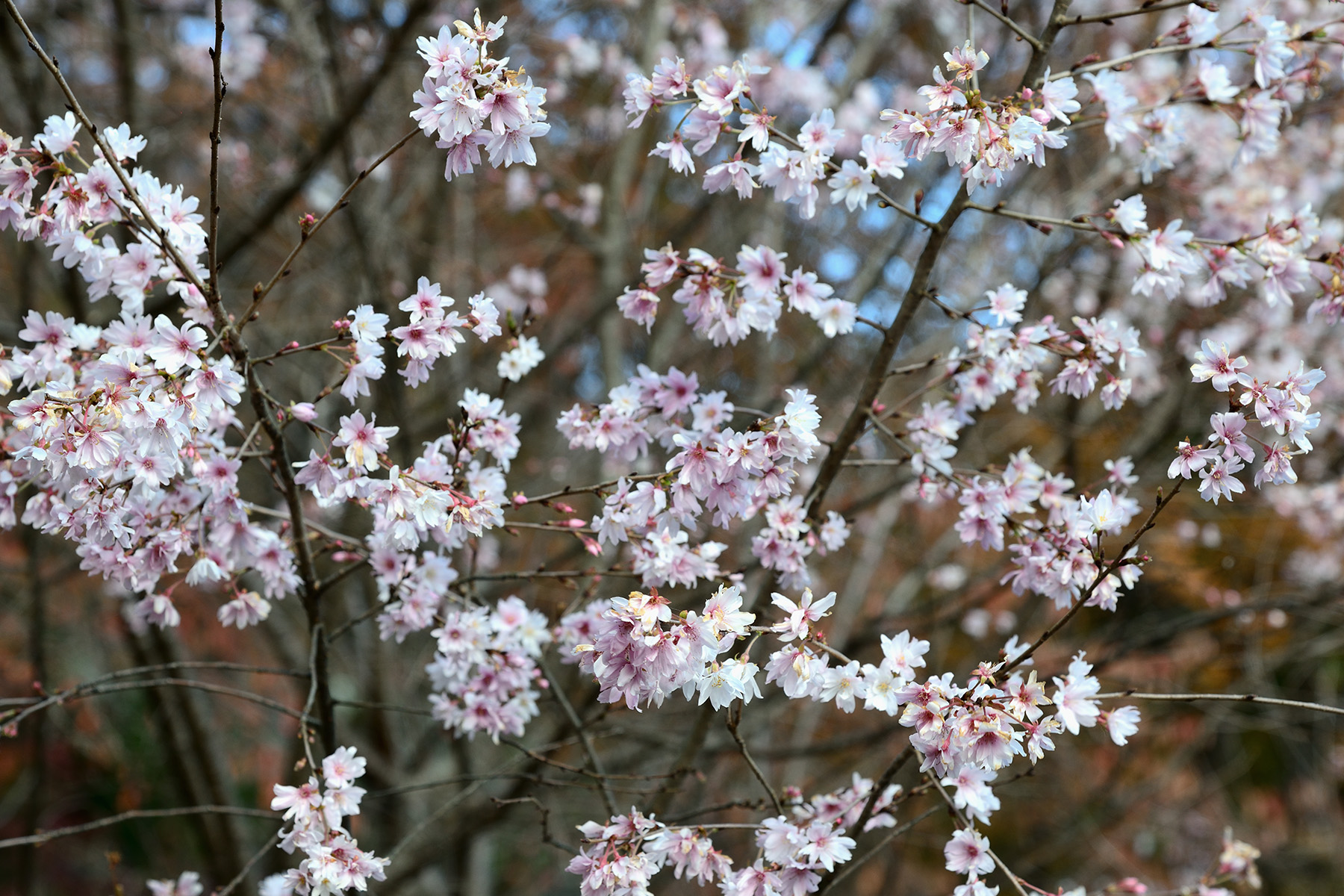 紅葉と冬桜 城峯公園