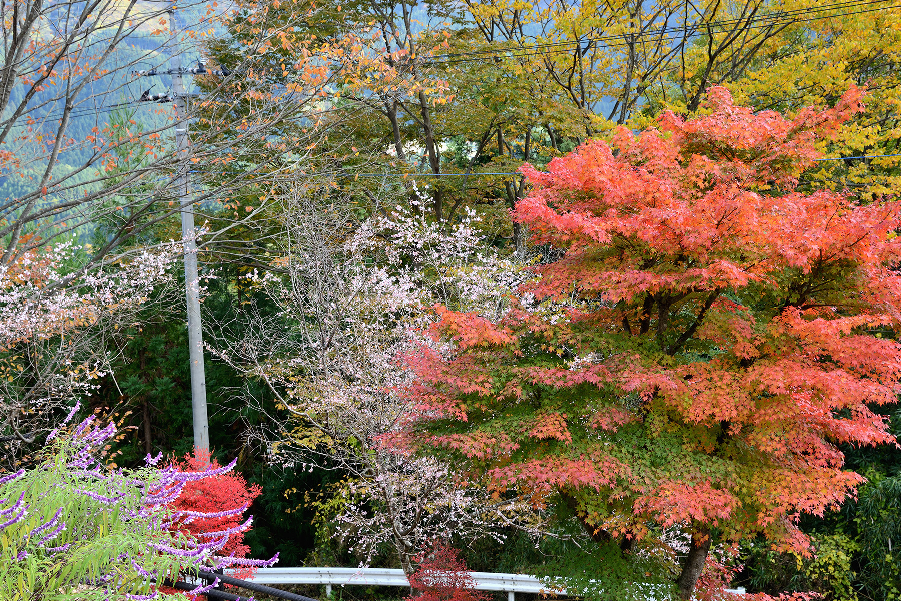 紅葉と冬桜 城峯公園