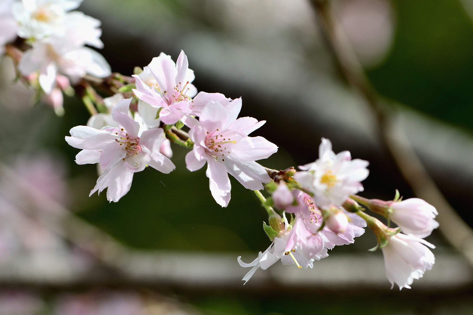 紅葉と冬桜 城峯公園