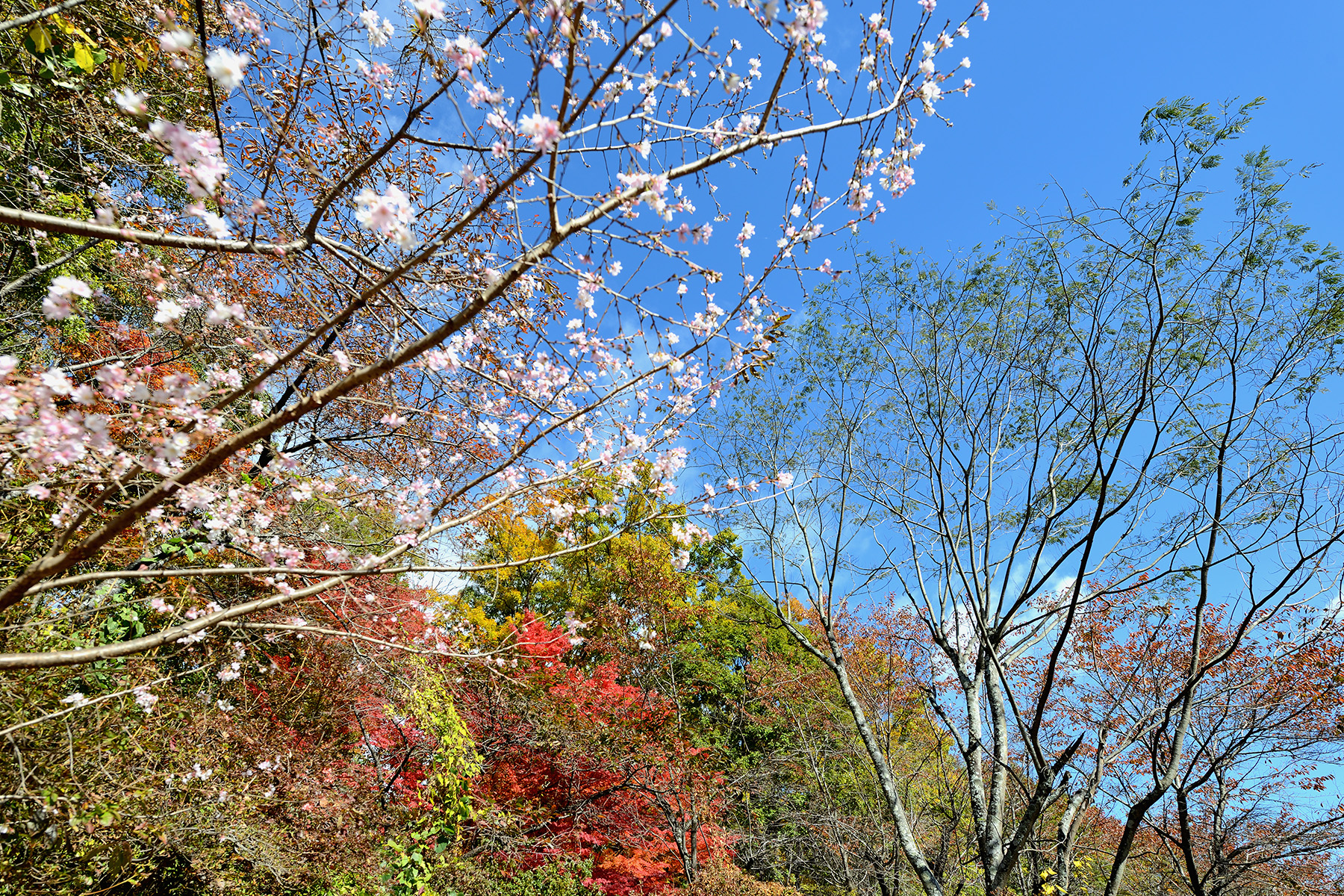 紅葉と冬桜 城峯公園