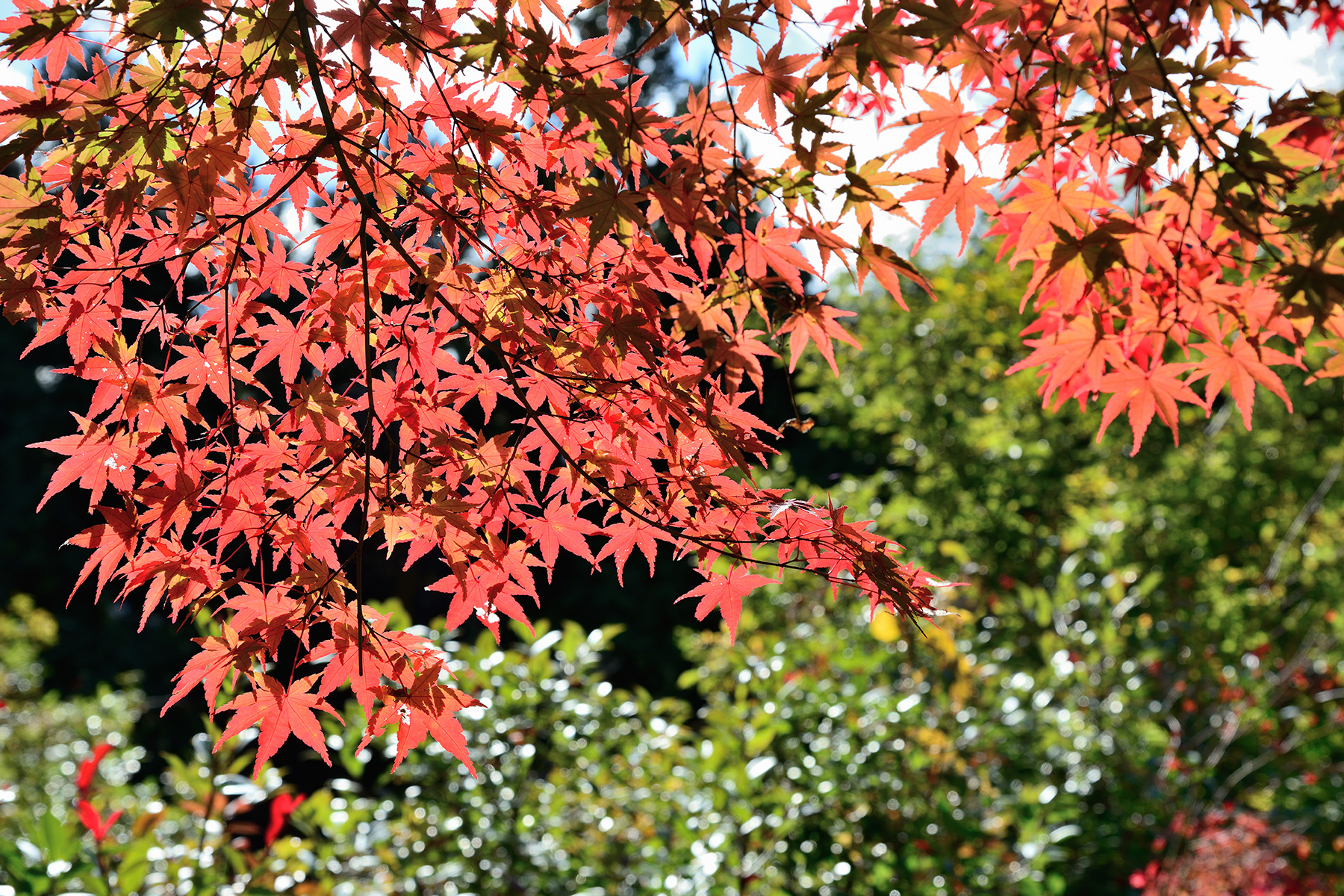 紅葉と冬桜 城峯公園