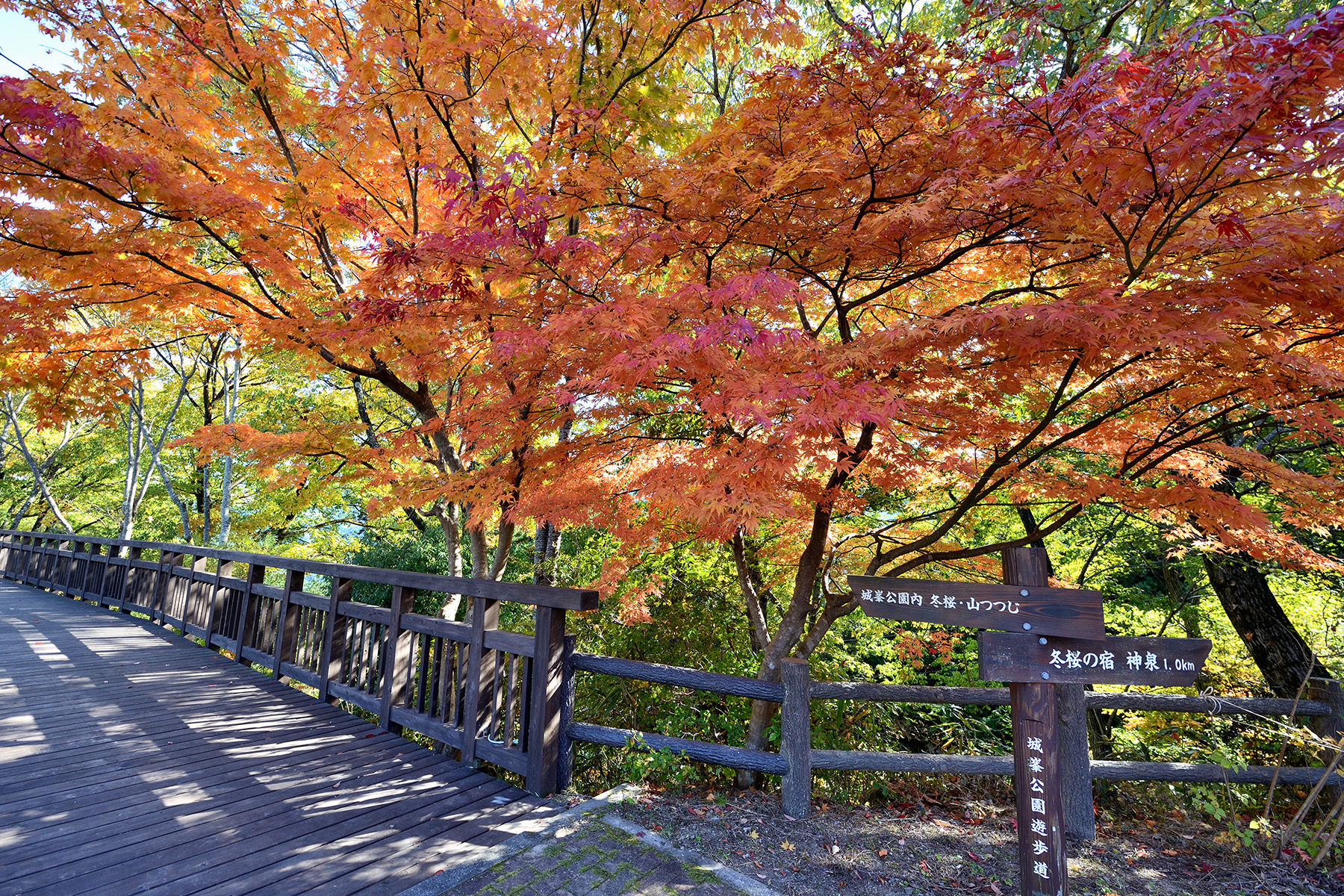 紅葉と冬桜 城峯公園