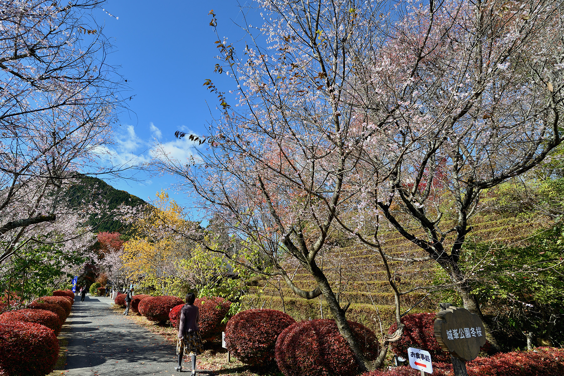 紅葉と冬桜 城峯公園