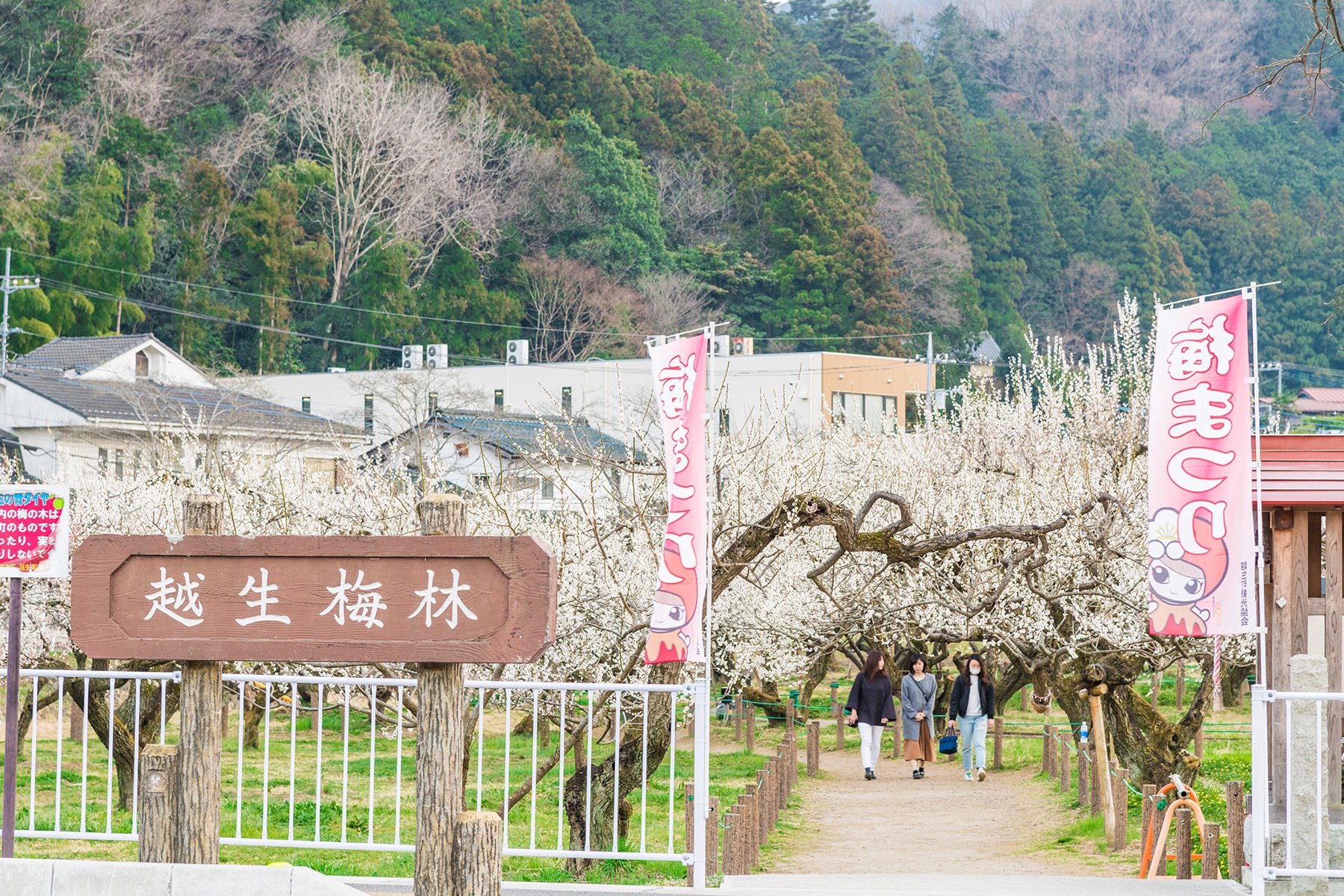 越生梅林梅まつり