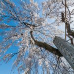 法善寺のしだれ桜