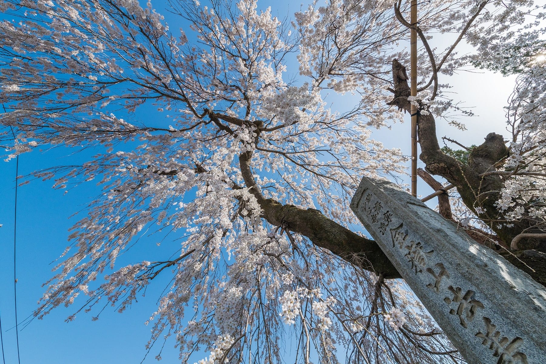 法善寺のしだれ桜